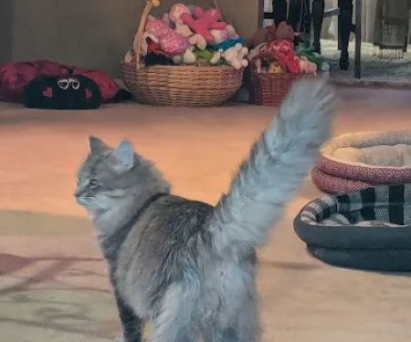 Eastside Veterinary Service