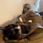 Spragg Veterinary Clinic