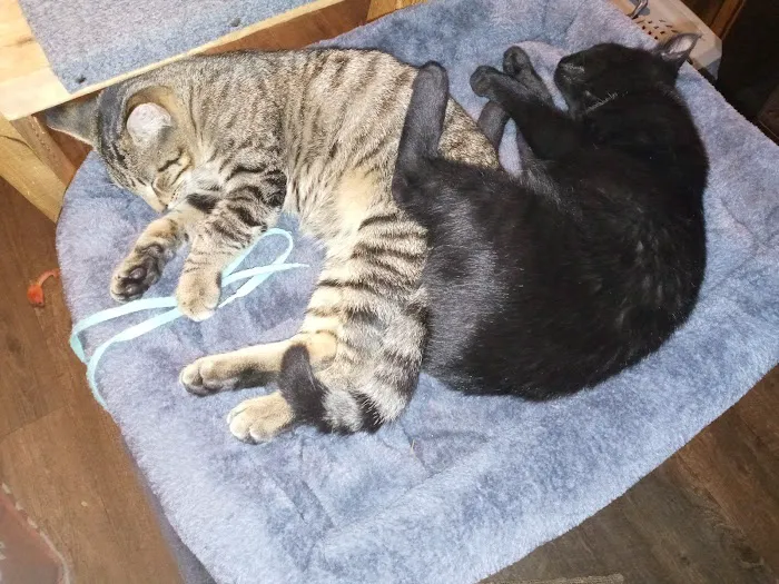 Spragg Veterinary Clinic Picture 6