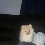 Animal Health Center Hospital & Clinic