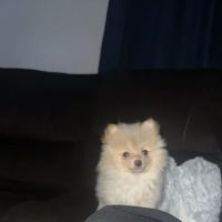 Animal Health Center Hospital & Clinic ico