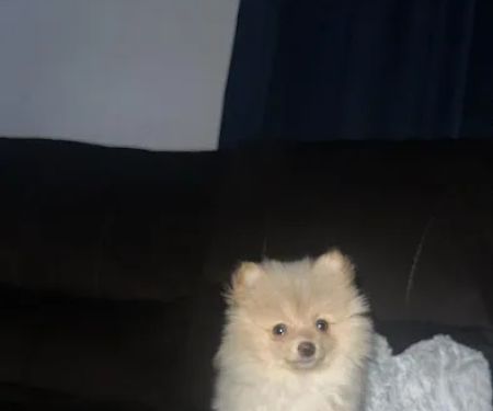 Animal Health Center Hospital & Clinic