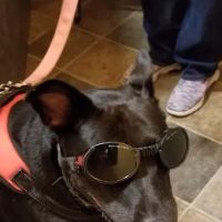 Reid R Michael DVM ico