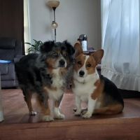 Lake Animal Clinic ico