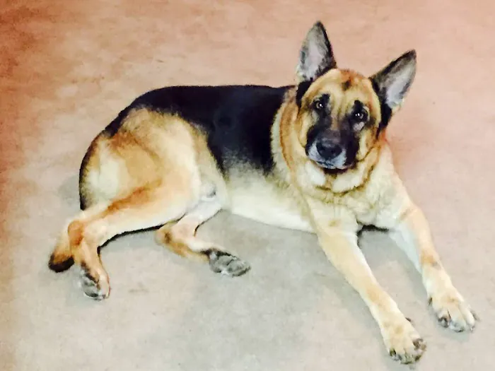 Lake Animal Clinic Picture 3