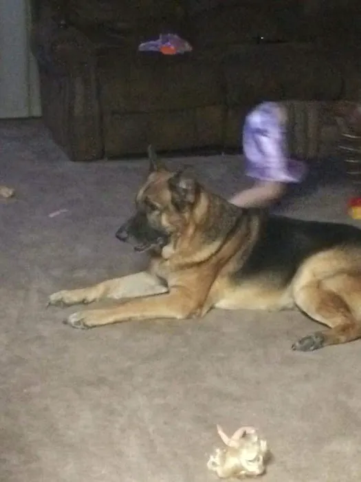 Lake Animal Clinic Picture 2