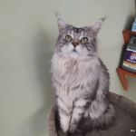 Cramer Veterinary Clinic