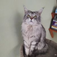 Cramer Veterinary Clinic ico