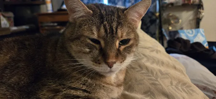 Countryside Veterinary Small Animal Clinic Picture 1