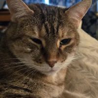 Countryside Veterinary Small Animal Clinic ico