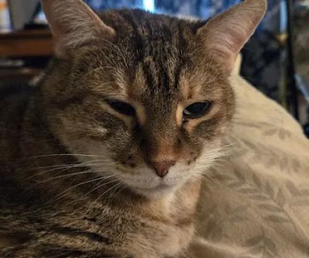 Countryside Veterinary Small Animal Clinic