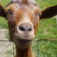 Countryside Veterinary Large Animal Clinic ico