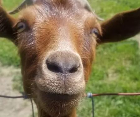 Countryside Veterinary Large Animal Clinic