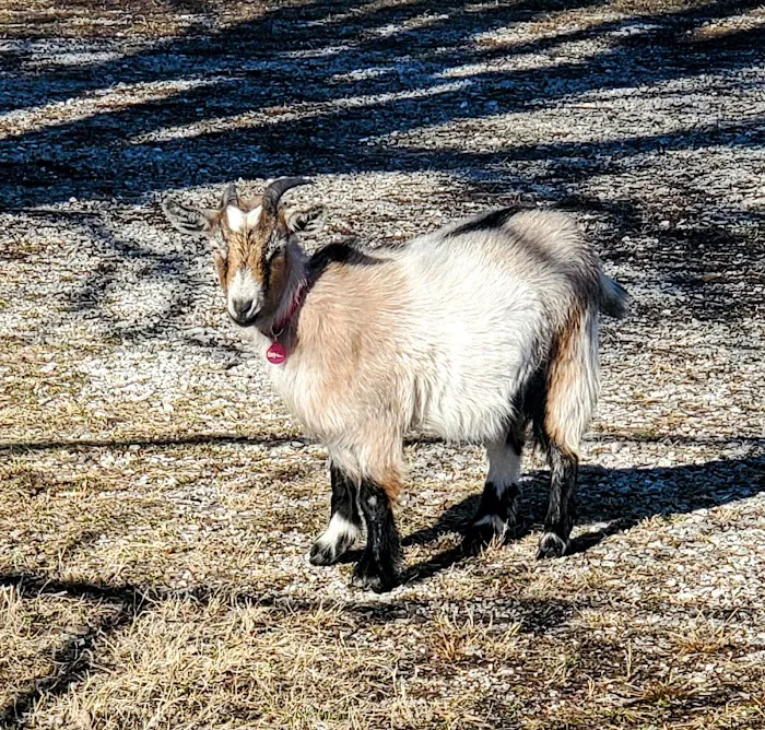 Countryside Veterinary Large Animal Clinic Picture 3