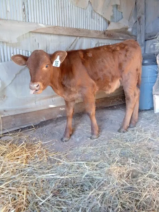 Dennis Hood, DVM Picture 1