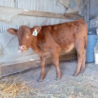 Dennis Hood, DVM ico