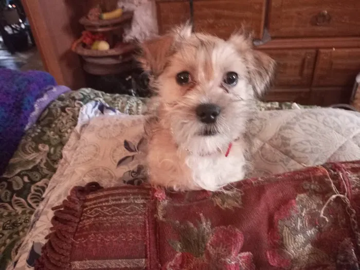 Dennis Hood, DVM Picture 2