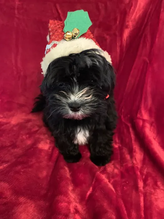 Dennis Hood, DVM Picture 3