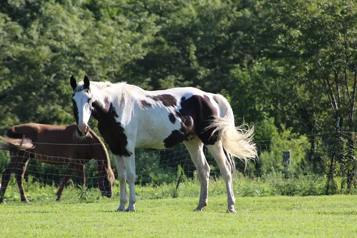 Town & Country Equine & Pet Hospital Picture 1