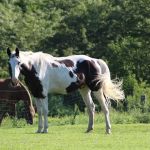 Town & Country Equine & Pet Hospital