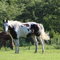 Town & Country Equine & Pet Hospital ico