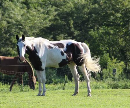 Town & Country Equine & Pet Hospital