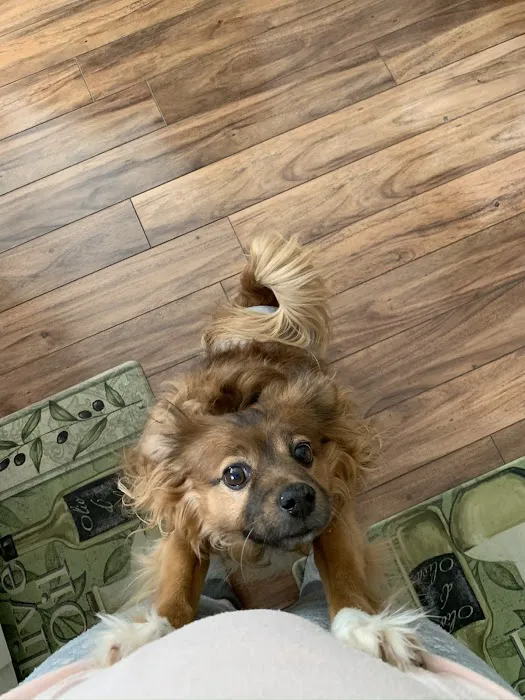 Town & Country Equine & Pet Hospital Picture 3