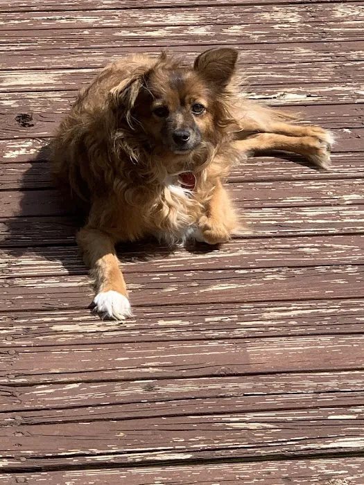 Town & Country Equine & Pet Hospital Picture 5