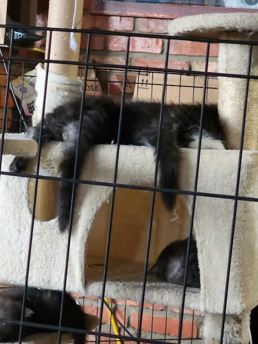 Kilkenny Kats Picture 2