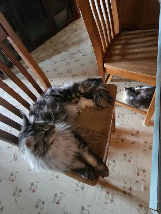 Kilkenny Kats Picture 1