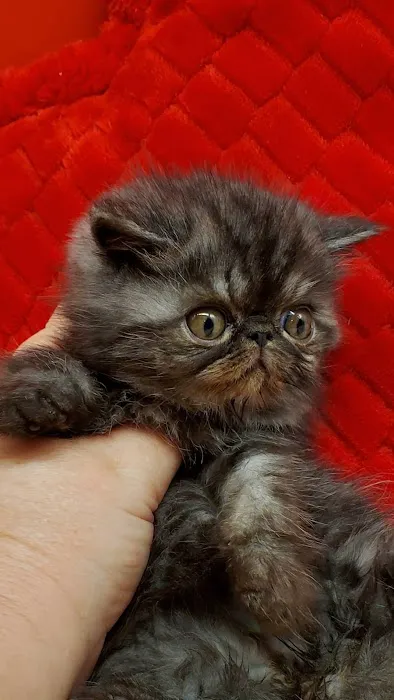 Kilkenny Kats Picture 3