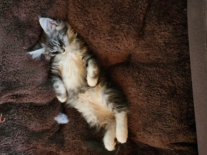 Kilkenny Kats Picture 5