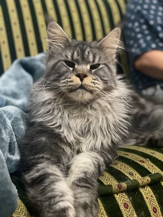 Kilkenny Kats Picture 6