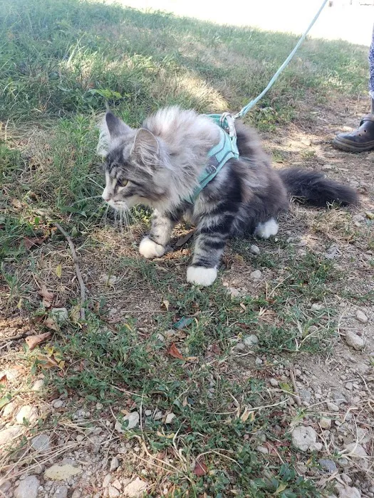 Kilkenny Kats Picture 7