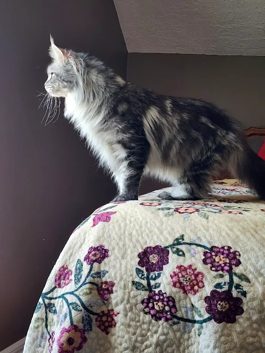 Kilkenny Kats Picture 10