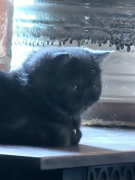 Kilkenny Kats Picture 8