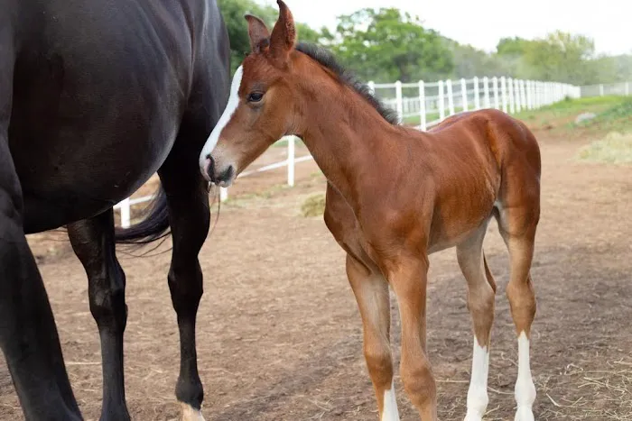 Kilkenny Kats Picture 9