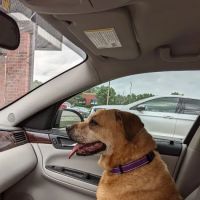 Paola Veterinary Clinic ico