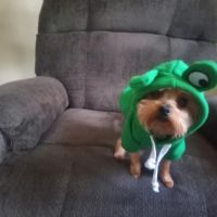 Miami Veterinary Clinic ico