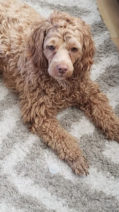 Osawatomie Pet Clinic Picture 1