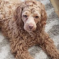 Osawatomie Pet Clinic ico