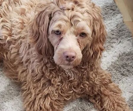 Osawatomie Pet Clinic