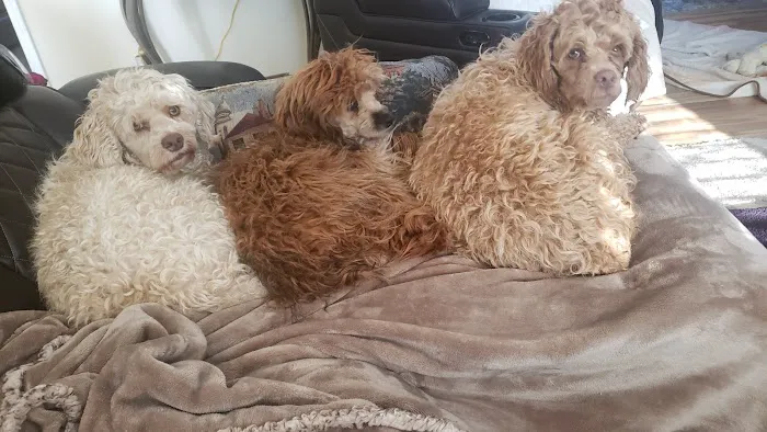 Osawatomie Pet Clinic Picture 2