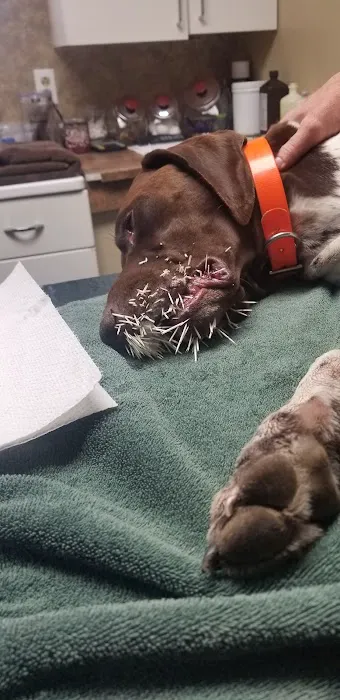 Countryside Veterinary Clinic Picture 4