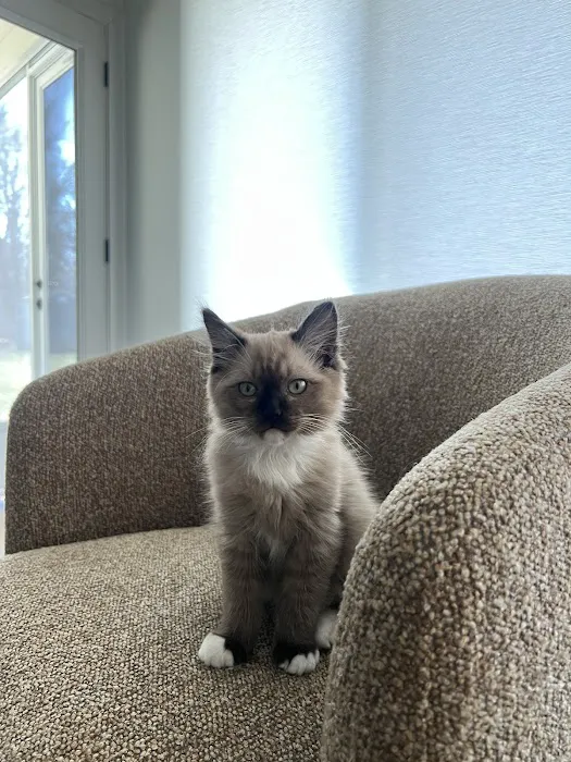 Freedom Ragdolls Picture 1