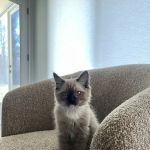 Freedom Ragdolls