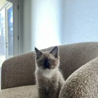 Freedom Ragdolls ico