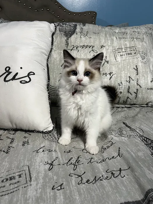 Freedom Ragdolls Picture 2