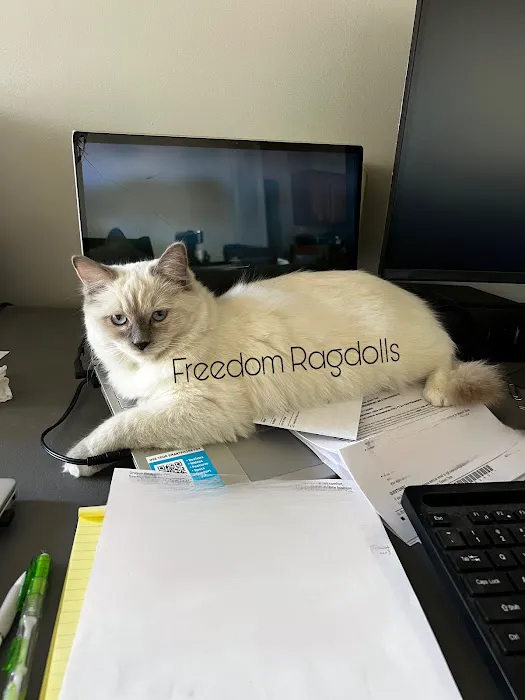 Freedom Ragdolls Picture 3