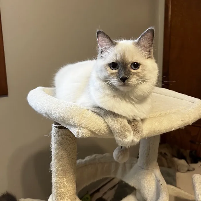 Freedom Ragdolls Picture 5